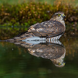 Birds of prey